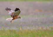 Rohrweihe - Western Marsh Harrier  (Circus aeruginosus)